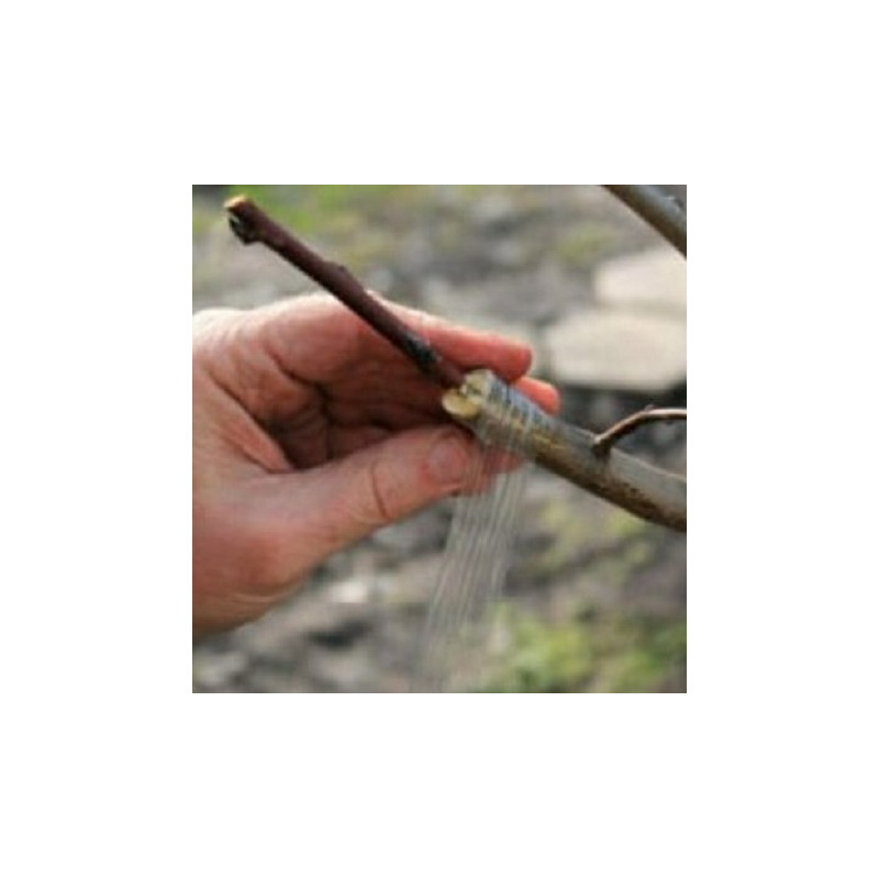 Fdit Nastro Per Innesti PVC 45m X 2,4cm - Biodegradabile, Aumenta Il Tasso Di Sopravvivenza Per Piante Da Frutto (Noci, Agrumi, Avocado)