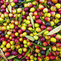 Macchinari e attrezzatura per  la raccolta delle olive di ottima qualità